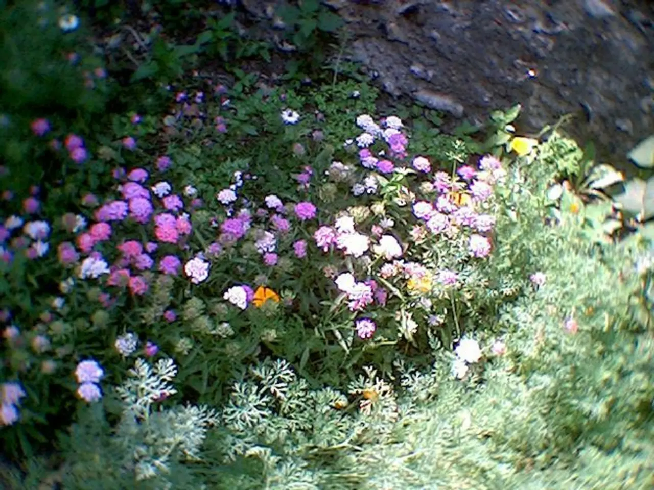 Revamped Indoor Greenery: Stunning Plants to Enhance Your Indoor Panorama