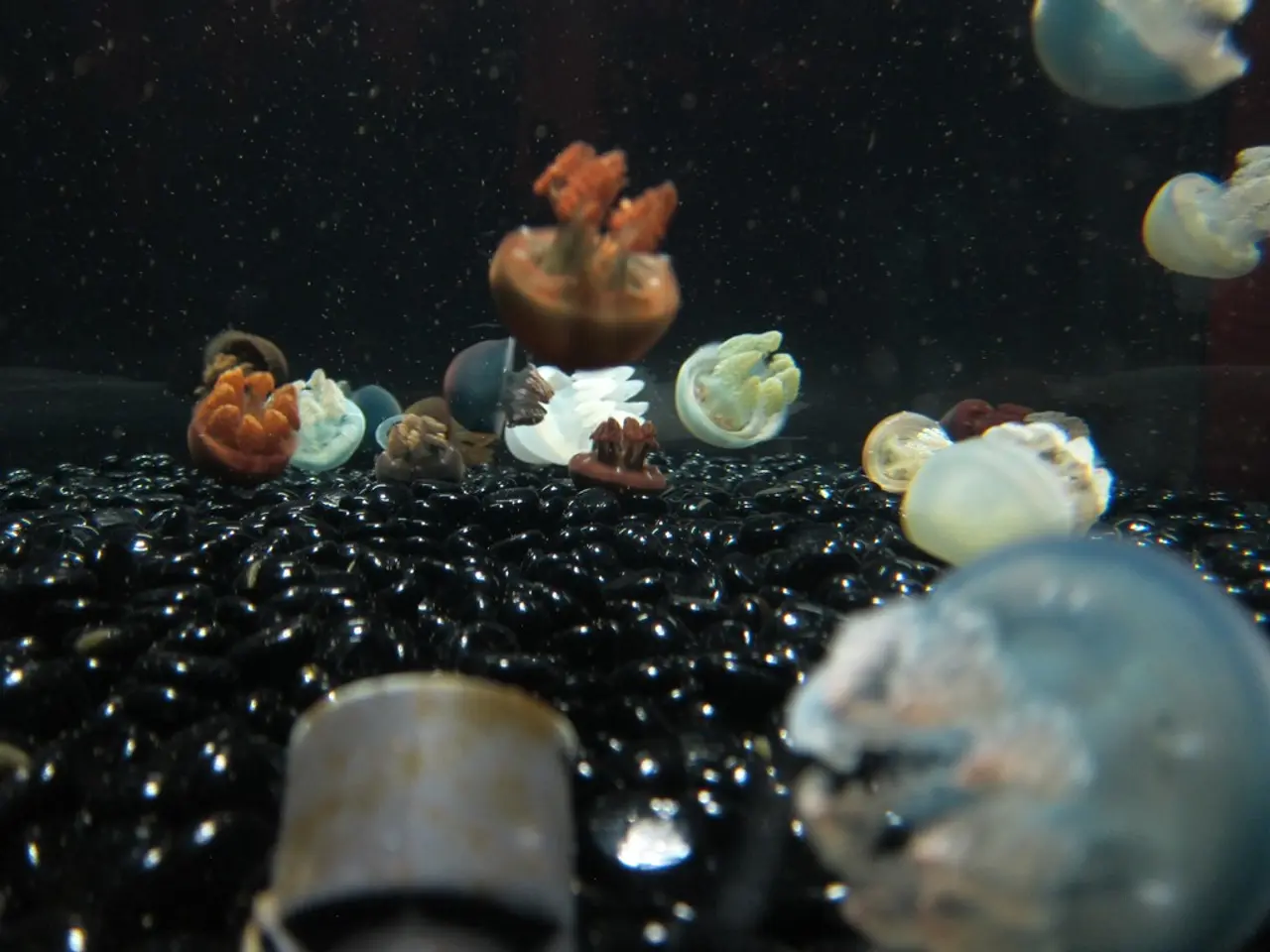 Oceanic Barrier in the Atlantic Separates Enigmatic Deep-sea Jelly relatives