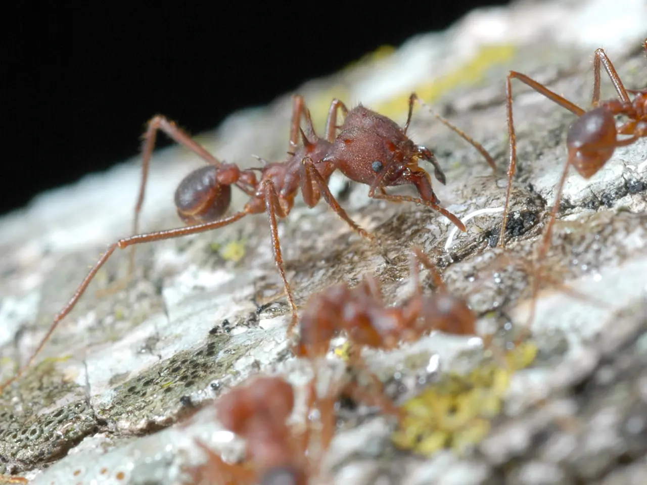 Ant infestations wreaking havoc on backyard barbecues and picnics in the vicinity