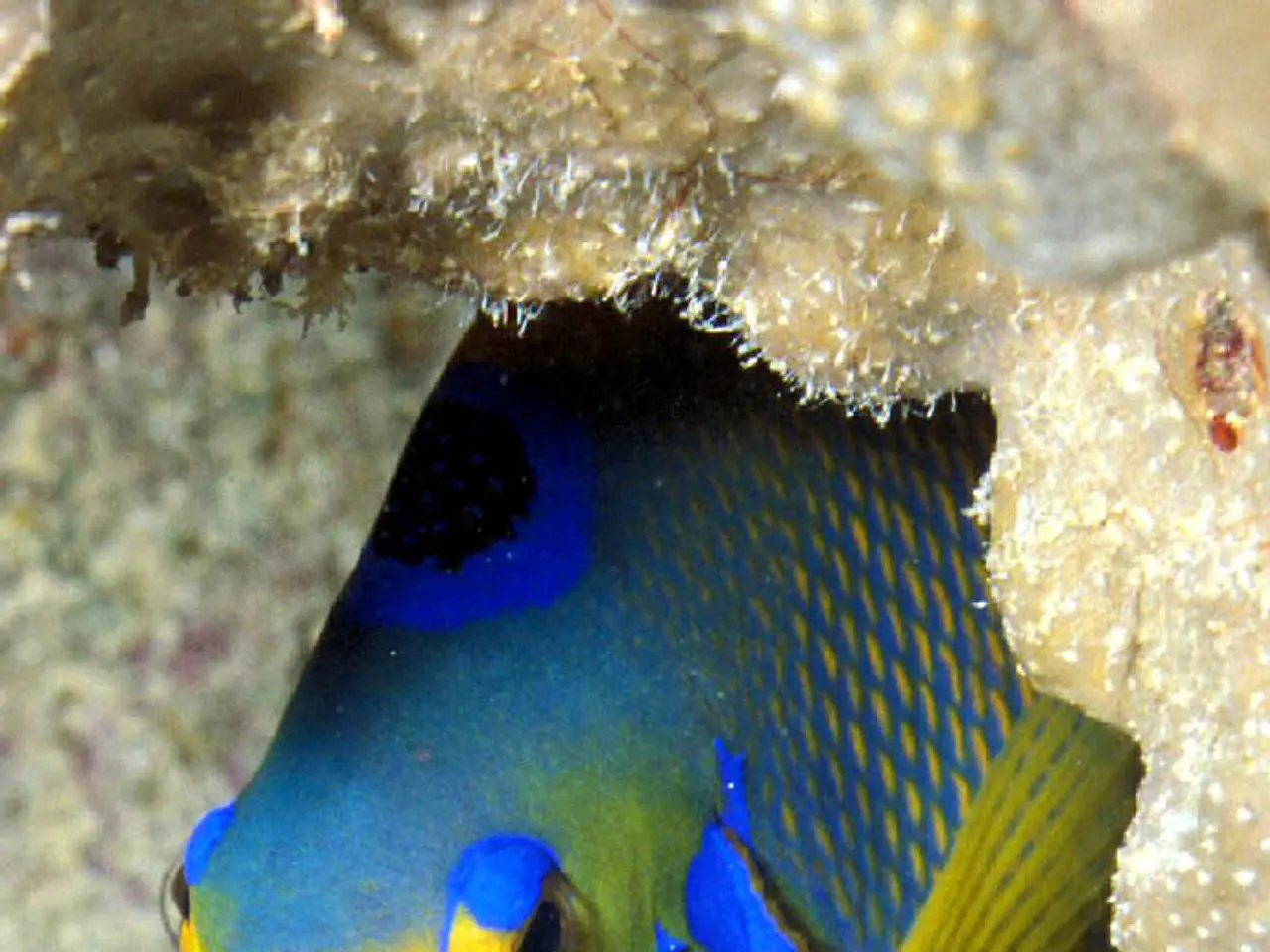 Insightful Overview: Kamfa Uncovered