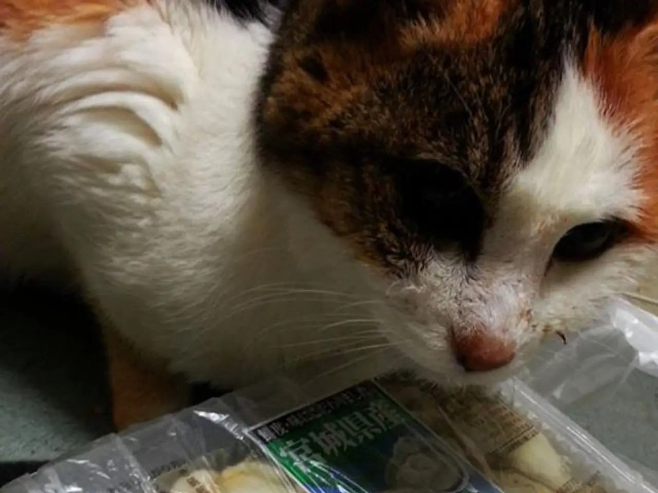 Is it safe for cats to consume oat milk? Here's what a veterinarian wants you to understand