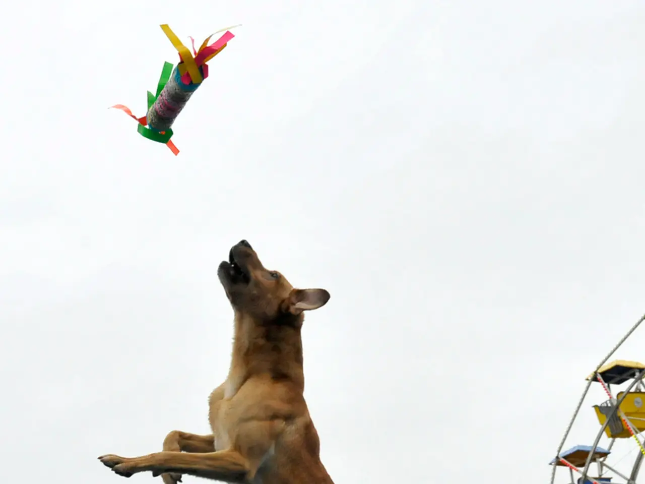 Mastering Canine Behavior: A Simple Three-Step Guide to Curb Your Dog's Jumping Habit