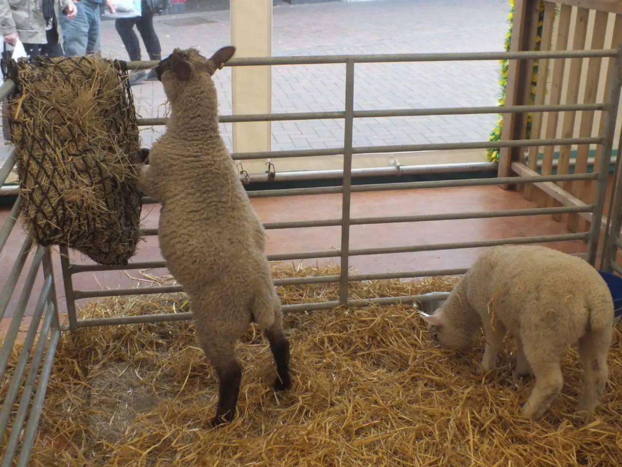 Motorway A5 Incident: Sheep-Related Collision at Efringen Church Area