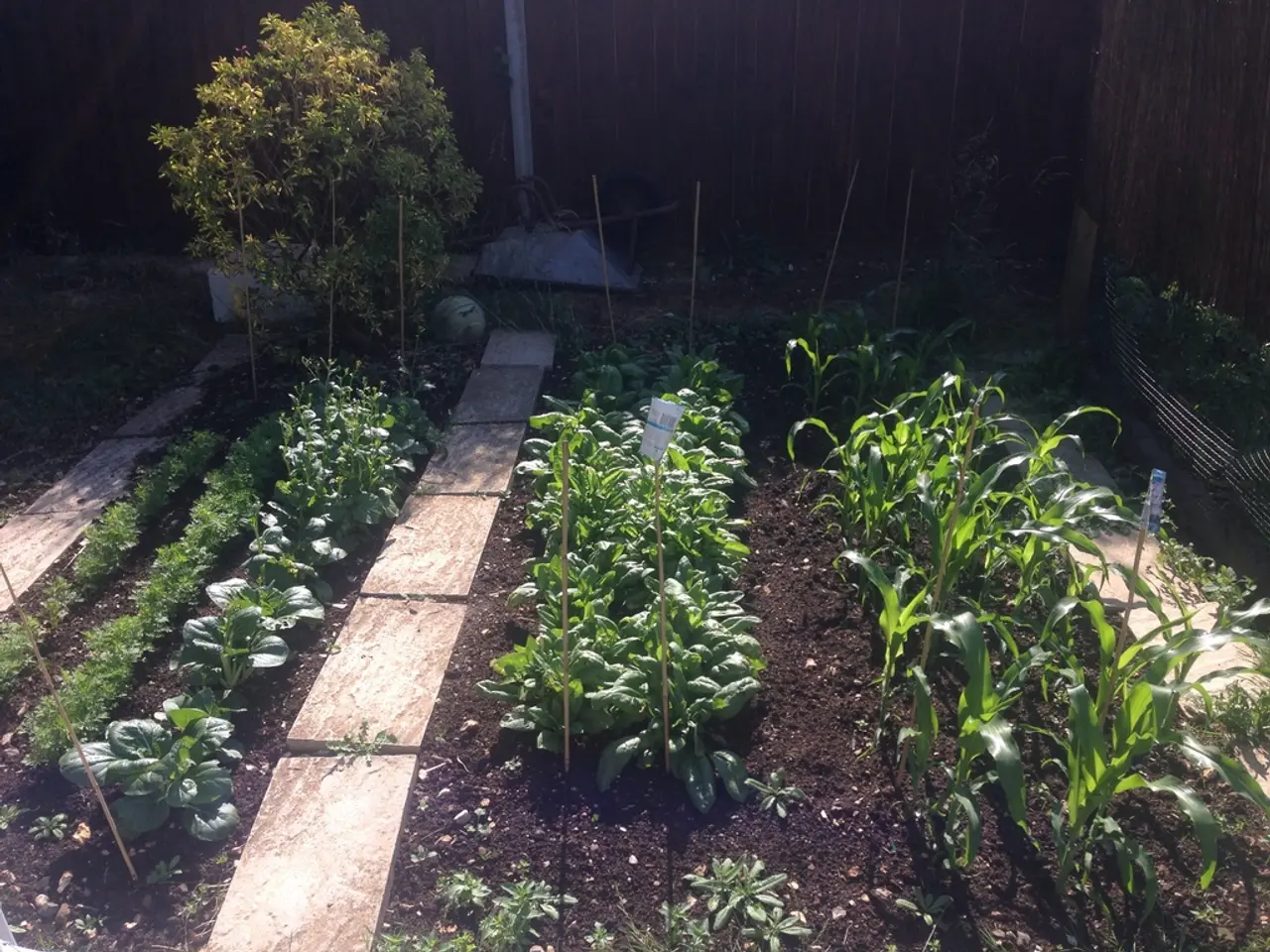 Outdoor Plant Propagation Projects Full of Astonishment: Inspiration for Creating Wonders in Nature