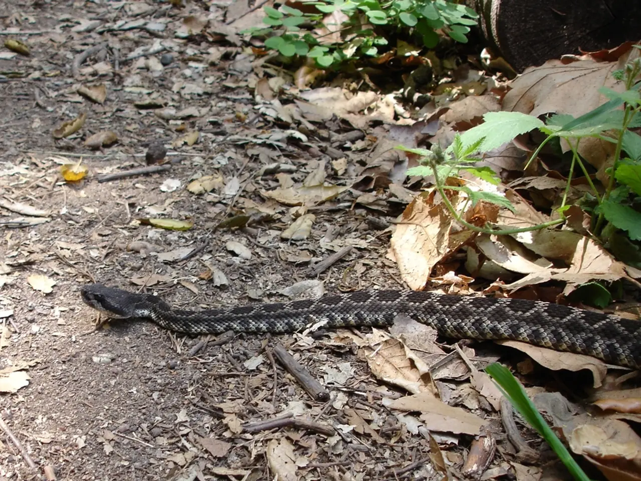 Overnight Vigil by Police Accompanies Giant Snake King Python