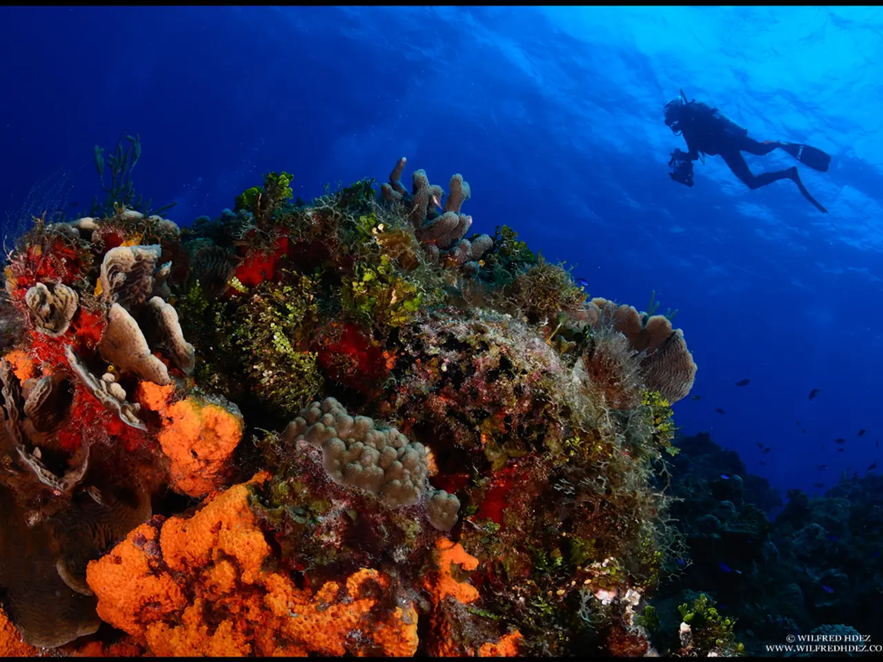 Offshore Wealth Havens in the Pacific's Waters - Continuation