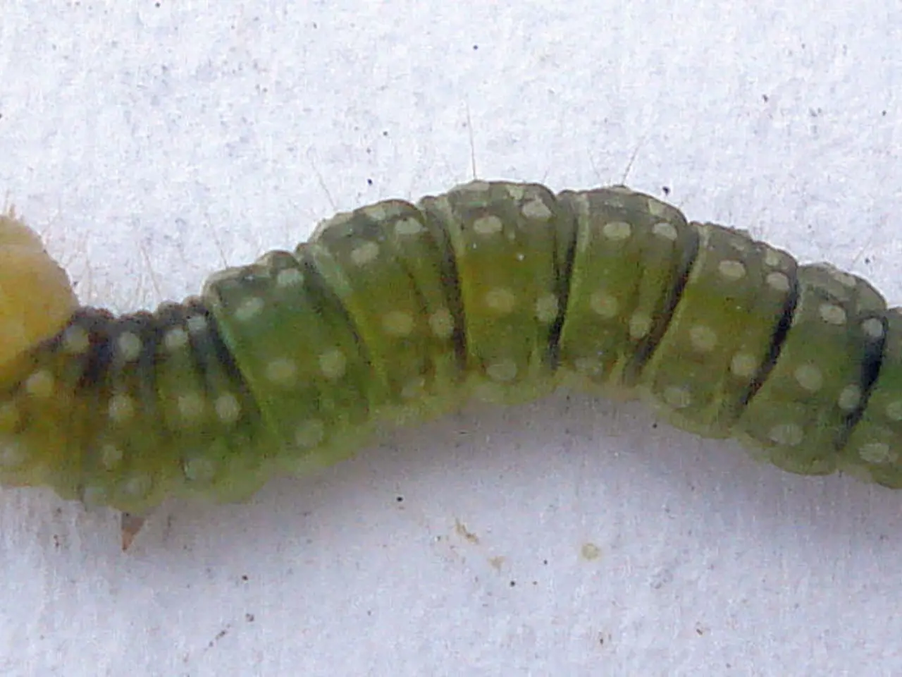 Caterpillar Executive Leadership Estimates additional $100 million in Q3 Expenses due to New...