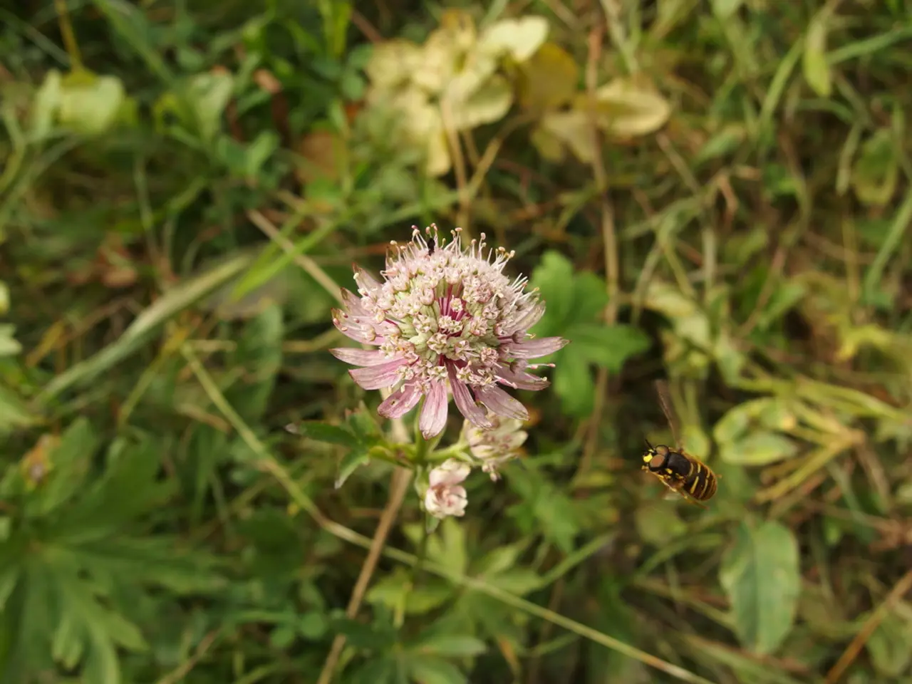 Insect Species Spotlight: Brown Marmorated Stink Bug
