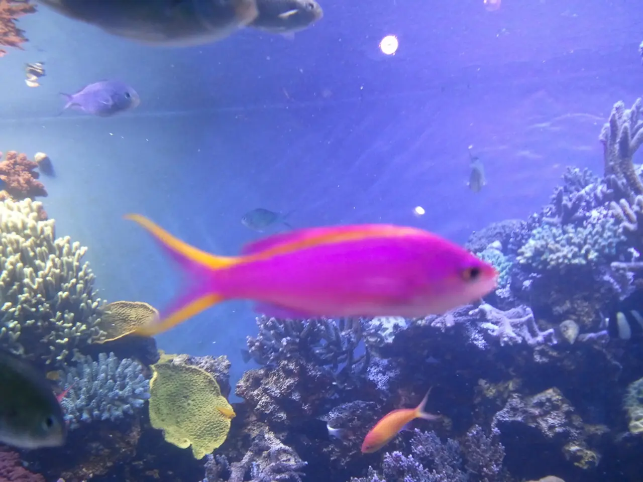 Unveiling the Harmful Aspects of Aquarium Ownership