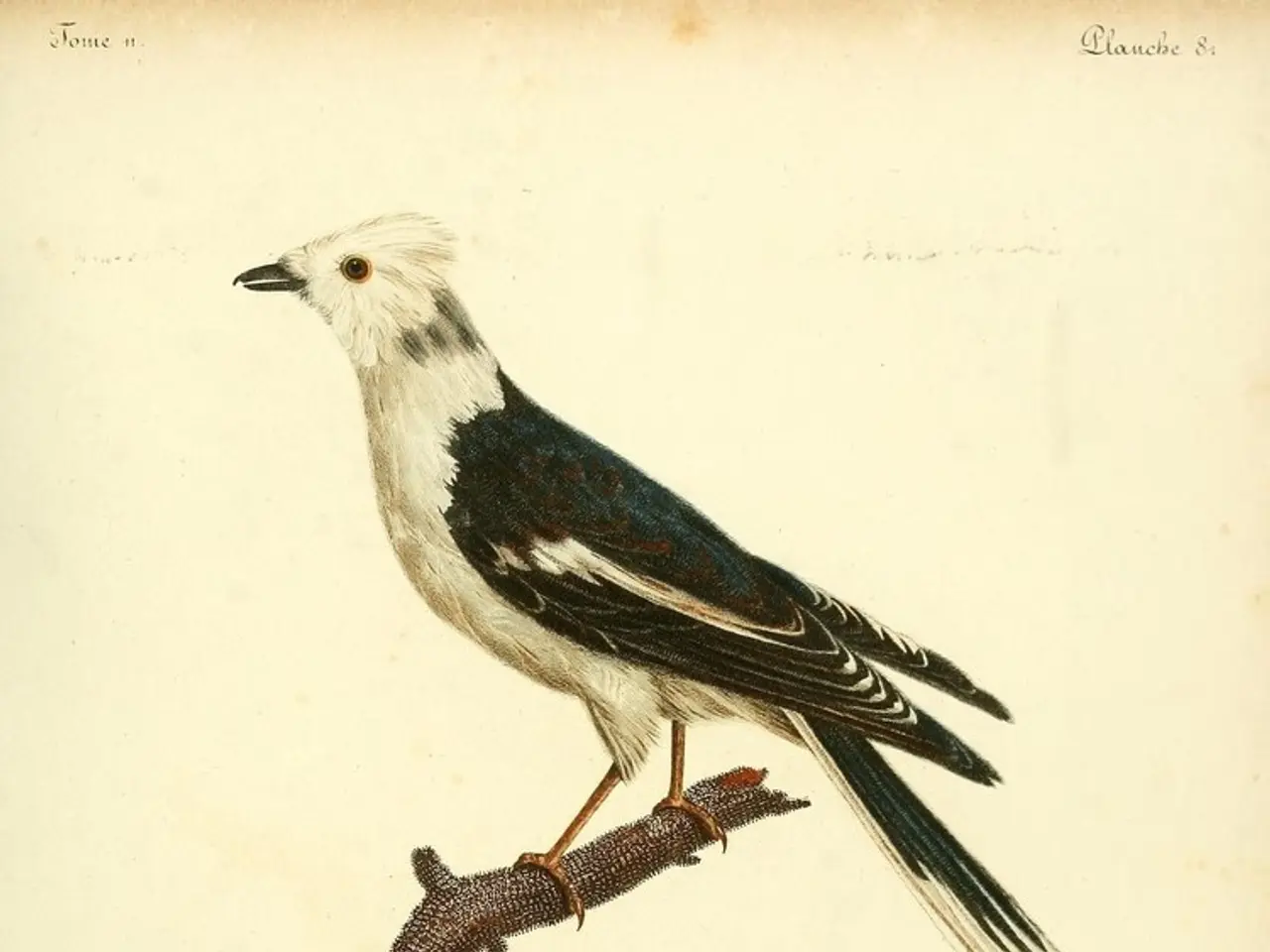 Brightness From City Lights Extends Song Duration in Avian Species, According to Research