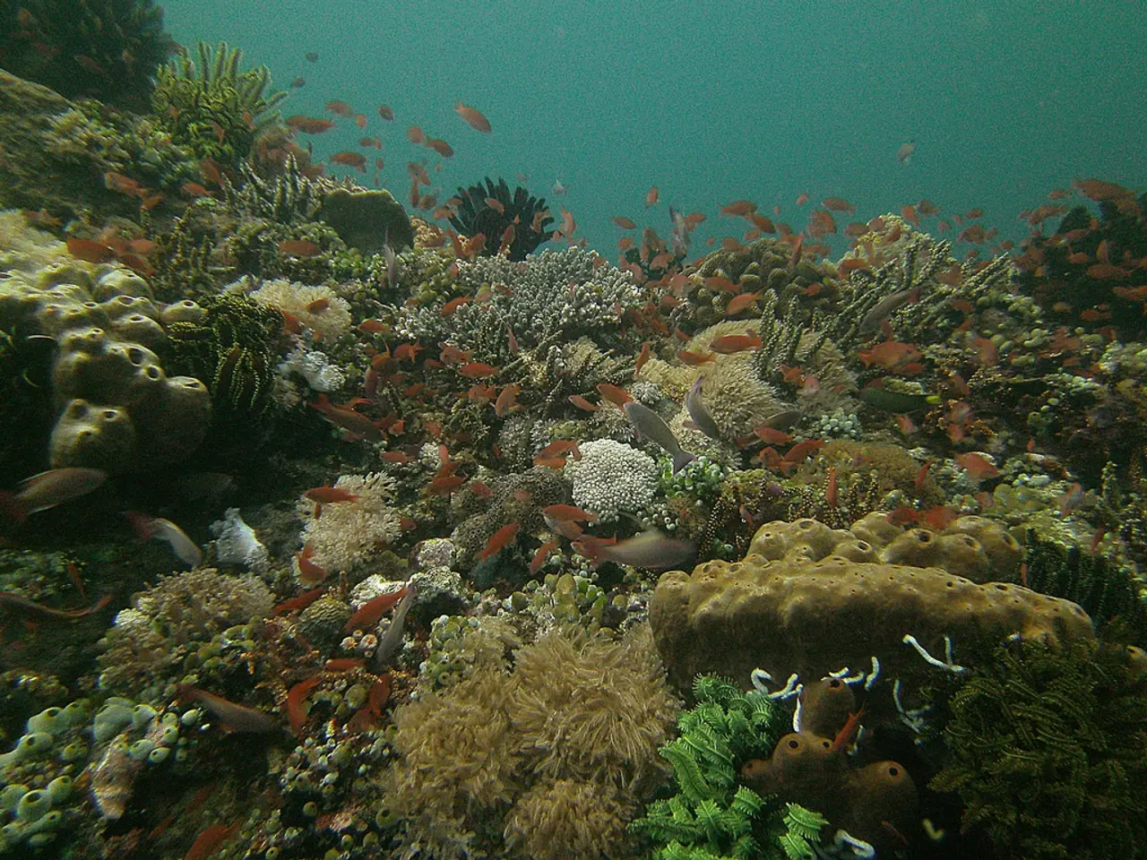Tristan da Cunha Island Establishes Large Marine Preservation Zone Equivalent to Three Times the...