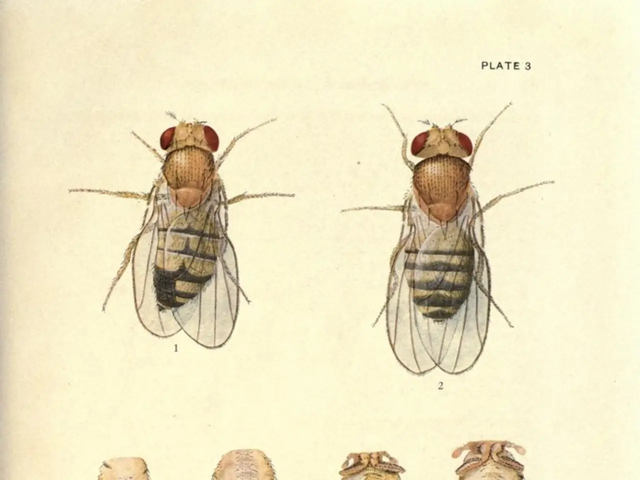 Shrinking populations of insects and their potential impact on the planet