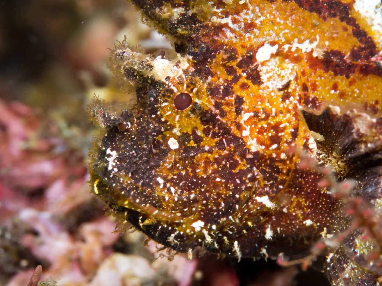 Mysterious Marine Marvels: A Gallery of Twelve Remarkable Underwater Creatures