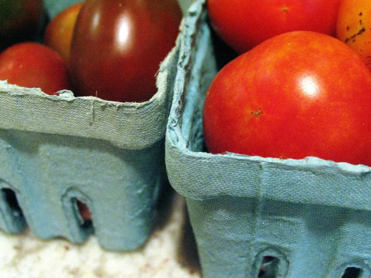 Participants engaging in the popular Spanish event, Tomatina, can be seen in the photographs, known...