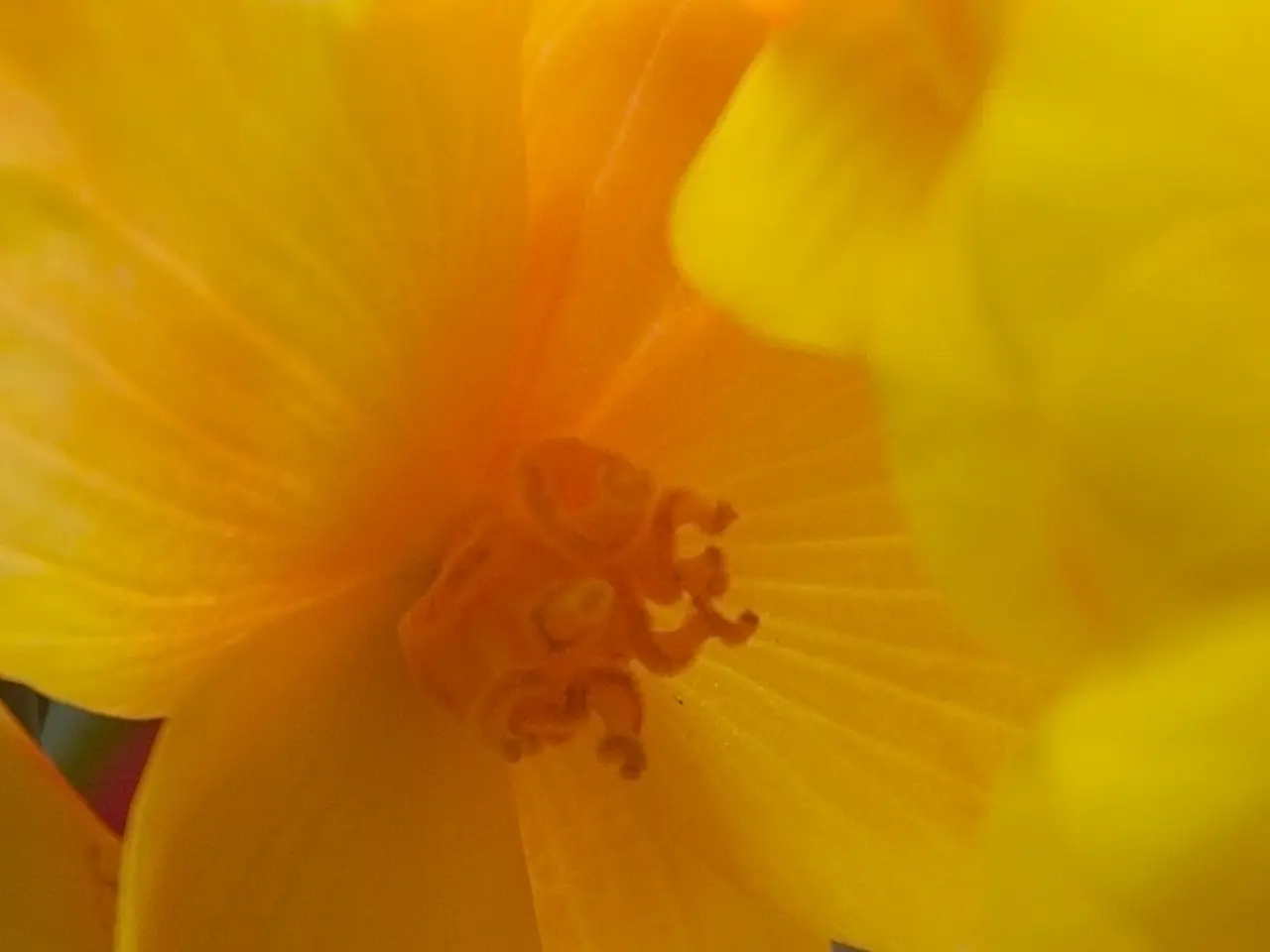 Airborne pollutants in Marburg mainly originate from ambrosia, beech, and grass pollen