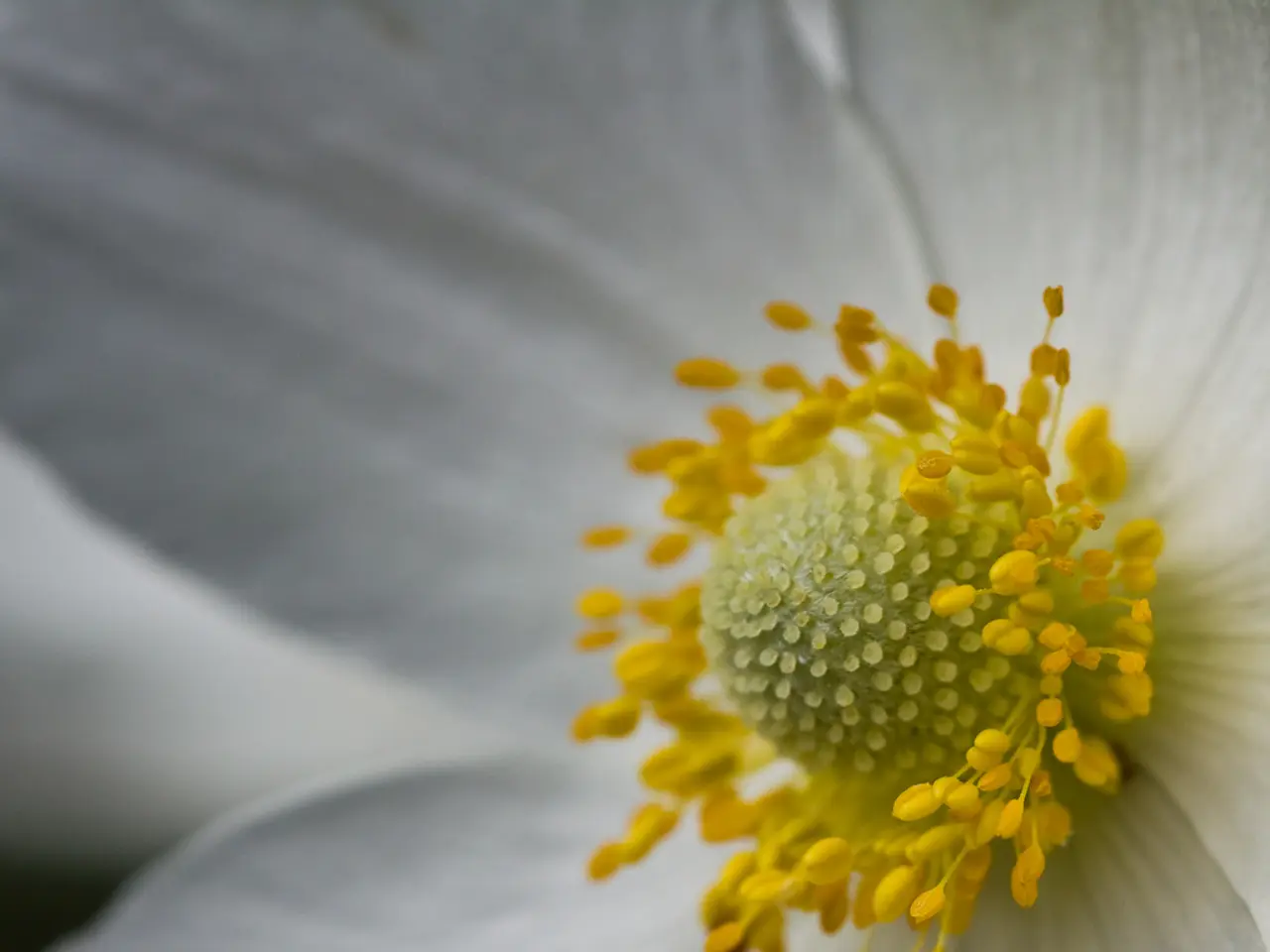 Current pollen levels in Leverkusen: High levels of pollen from beech, ambrosia, and grasses are...