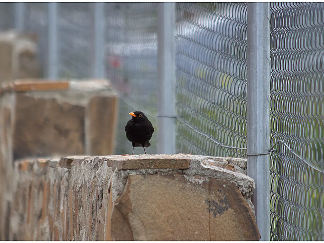 EU directive prompts Romania to initiate bidding process for bird species surveillance