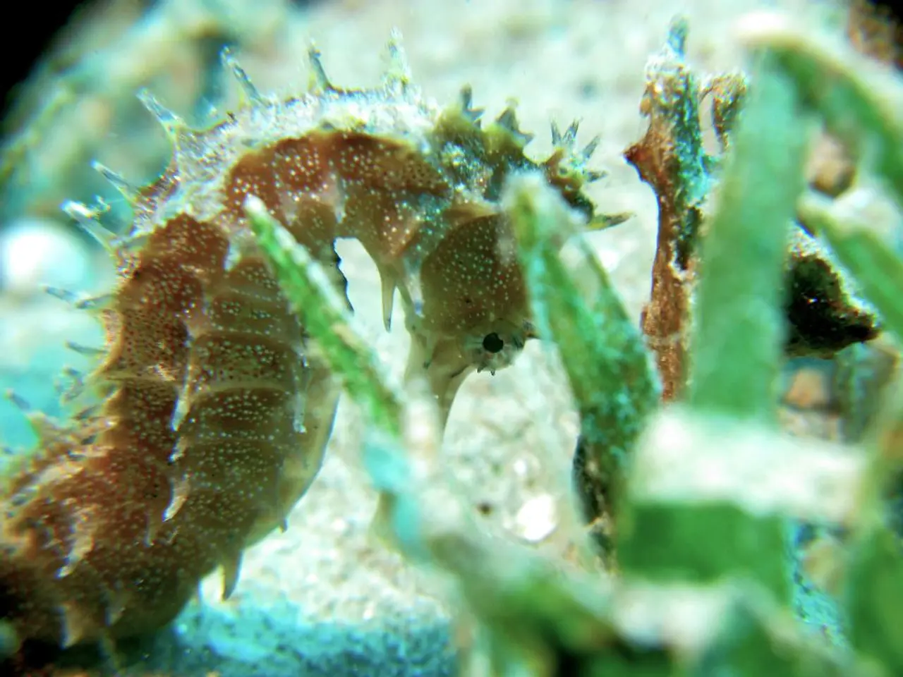 Puzzling Discovery: Deceased Seahorses in Glass Containers
