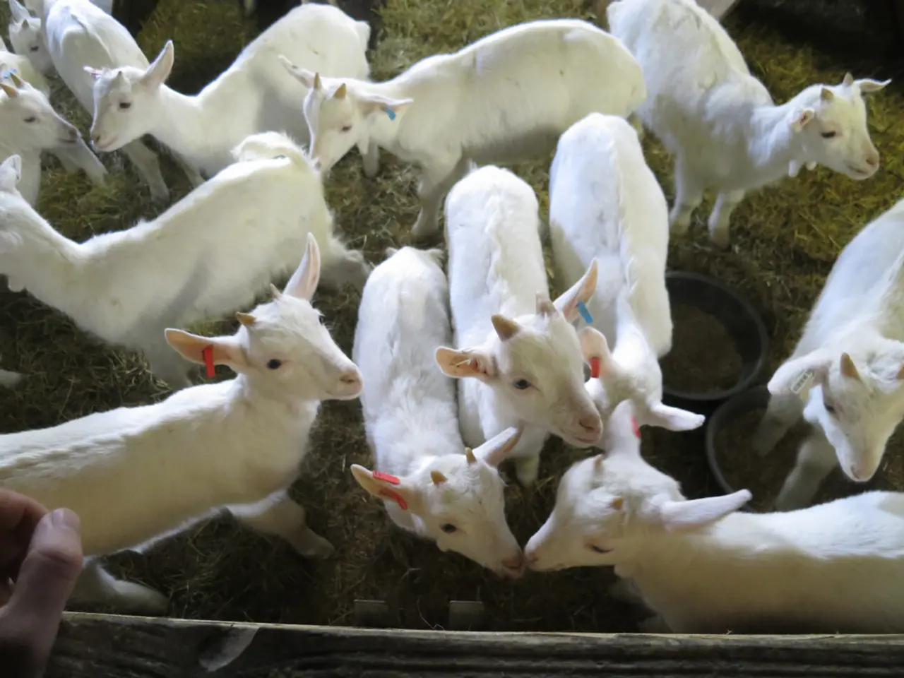 Hiking with goats along West Virginia's Greenbrier River Trail - an unmatched, thrilling...