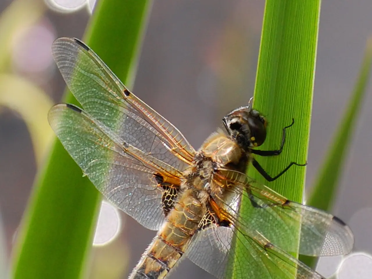 Differences and Characteristics between Locusts and Grasshoppers