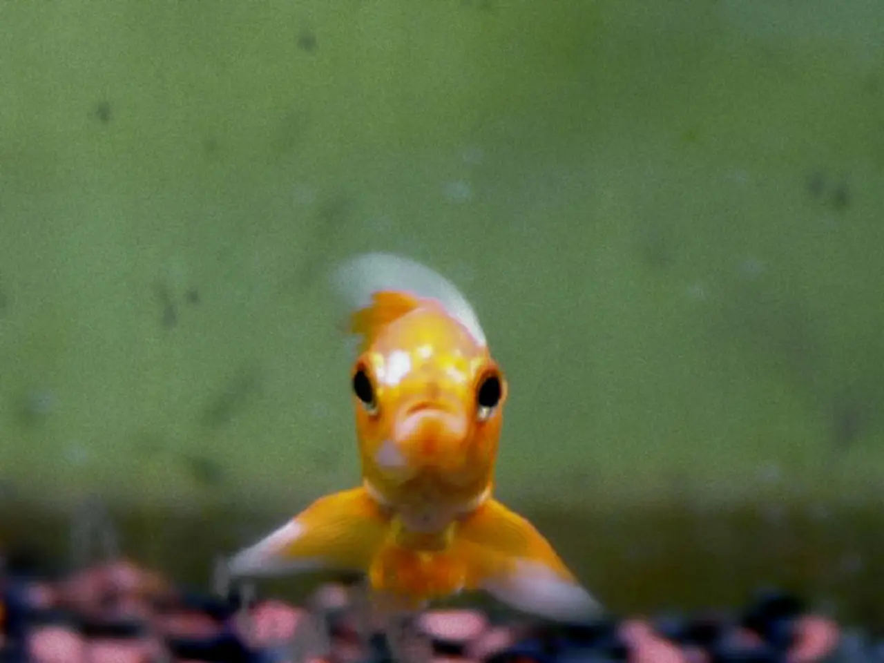 Song "Golden" maintains its top spot on Billboard's Hot 100 chart