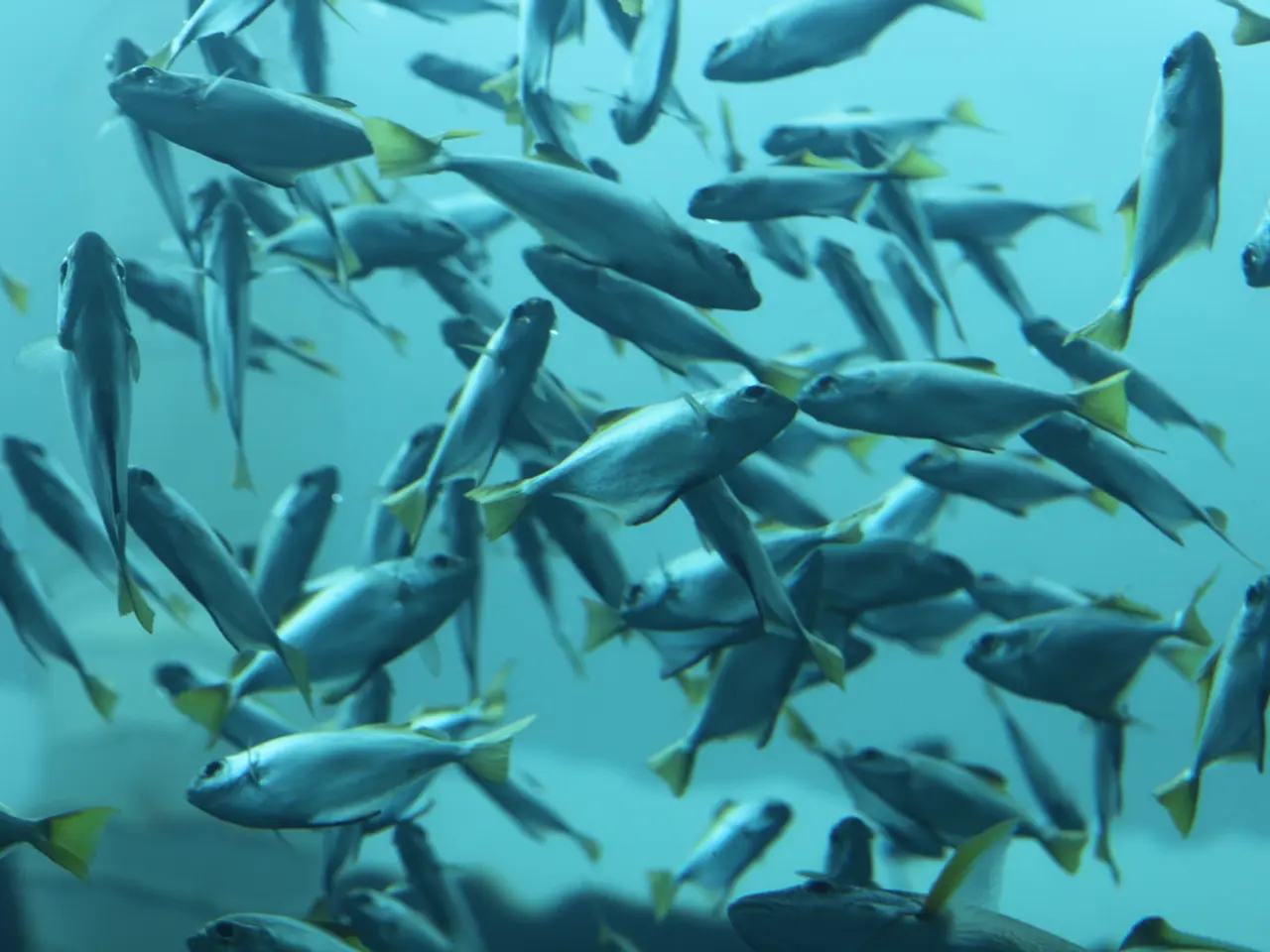 Freshcatch of Salmon in Quebec Province