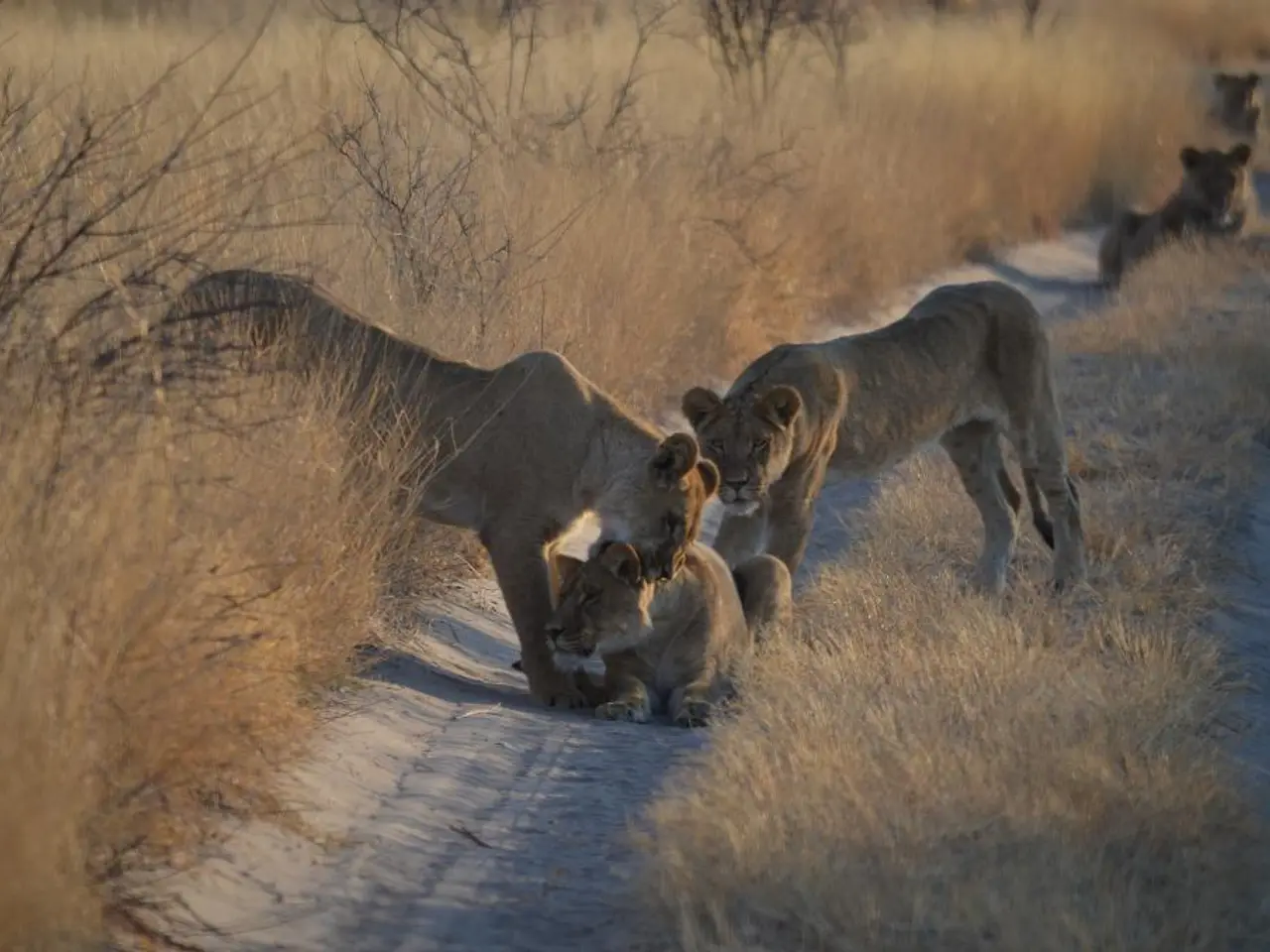 Cubs venturing in the outdoor enclosure