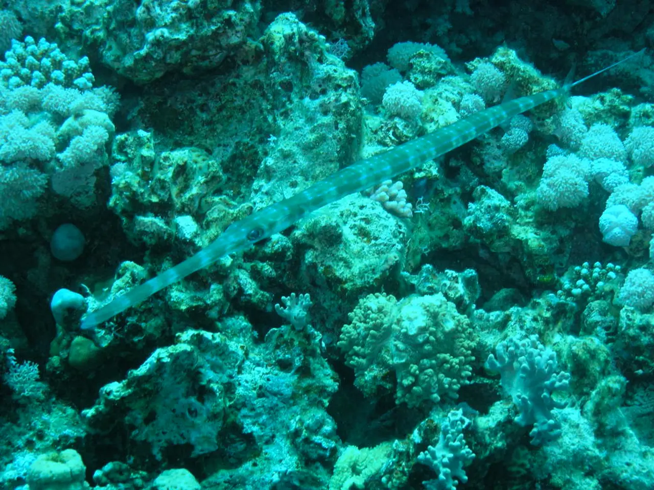 Week-Long Focus on Oceanic Mammal Conservation: Sea Otters