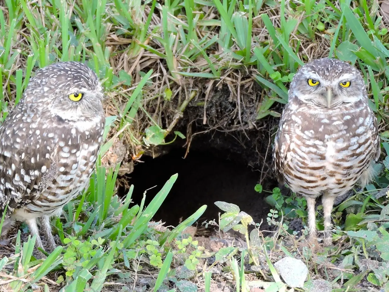 Discussion: The Suffolk Owl Haven