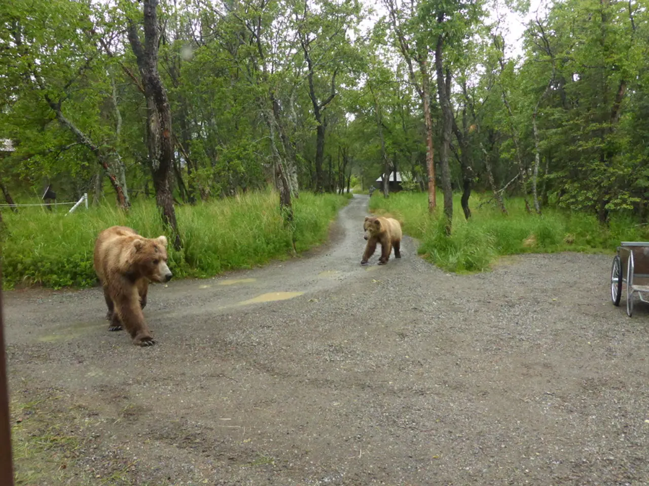 VTB Bank funded the technical maintenance of scientific studies in the "Land of the Leopard"...