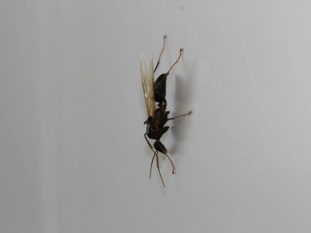 Cork city removes Asian hornet nest in intricate procedure