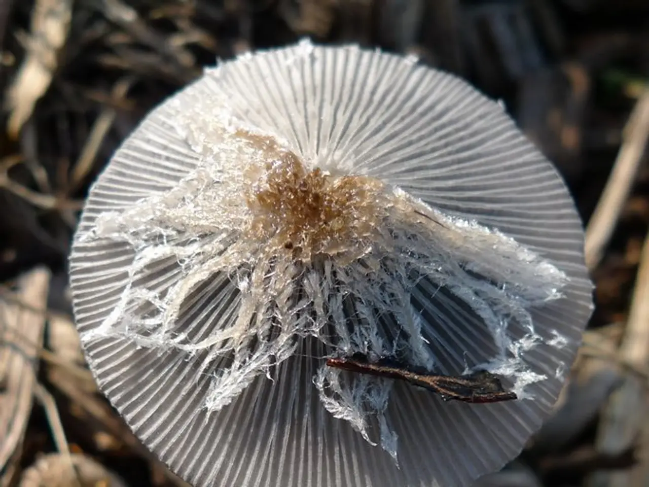 Prepare for a Splatfest themed around the Mushroom Kingdom, complete with the opportunity to secure...