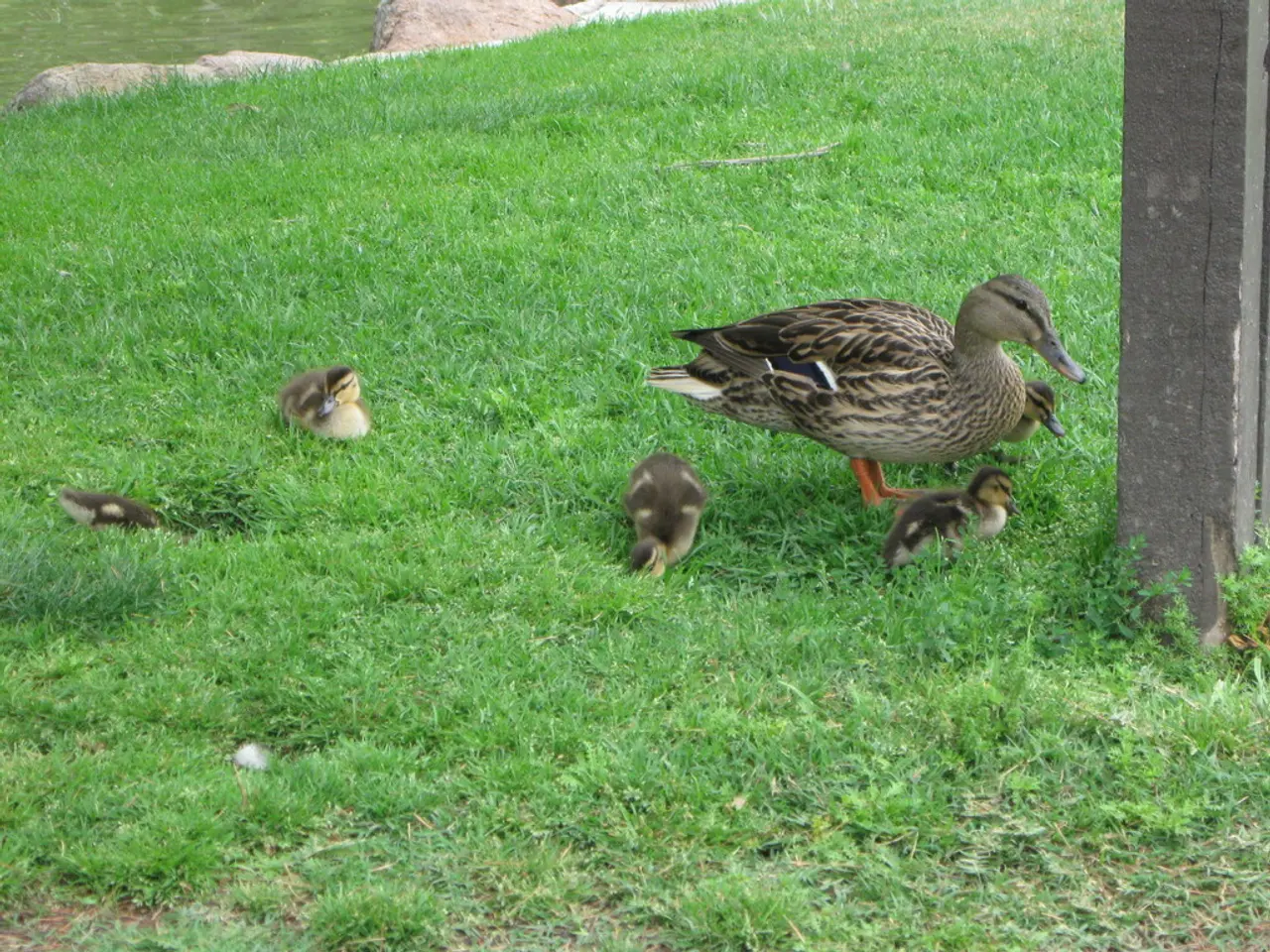 Morocco Implementing Country's First Strategy for Protecting Birds of Prey (September 5, 2025)