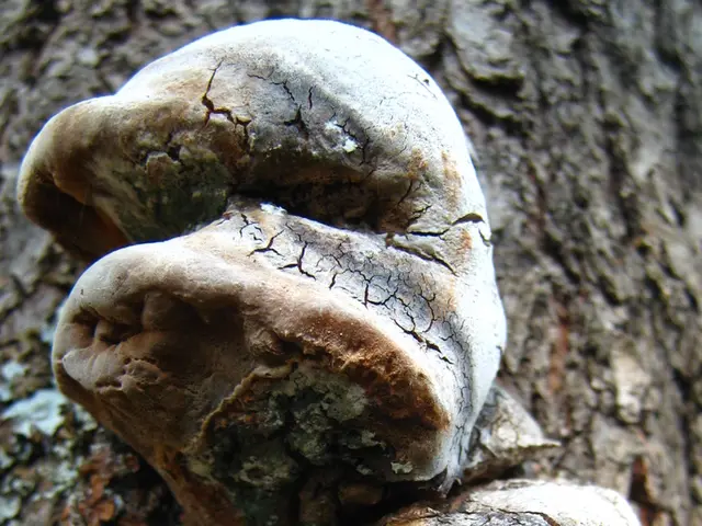 Hydroponic Soil Fungus: Causes and Possible Remedies