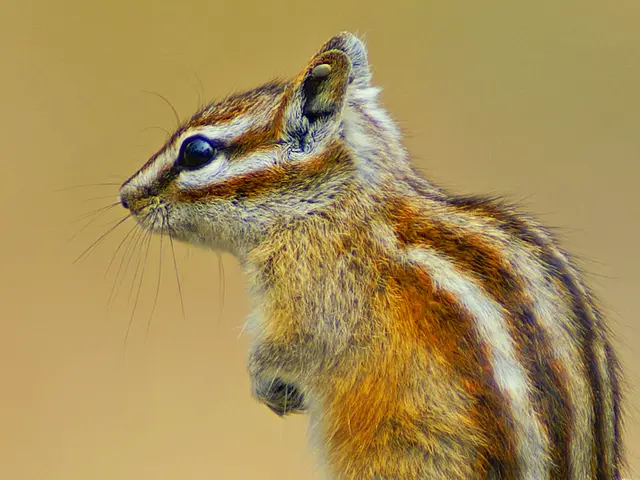 Chipper Cash establishes its presence in Zambia through its new operation