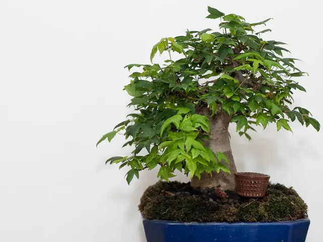 Maintaining Perfect Moisture Levels in Bonsai Soil: Expert Guidance for Bonsai Enthusiasts