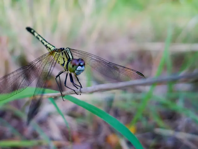 Exploration of Dragon's Myth Online Gambling Game