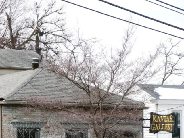 Maintaining your Houseplants during Winter Coldness