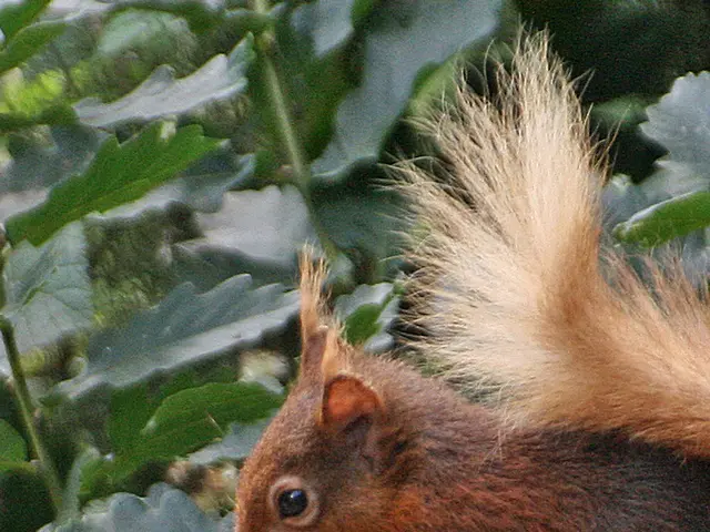 Squirrels Consume Varieties of Food Beyond Nuts
