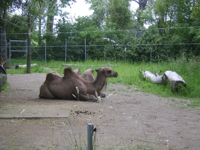 Dietary Preferences of Camels in Arid Deserts