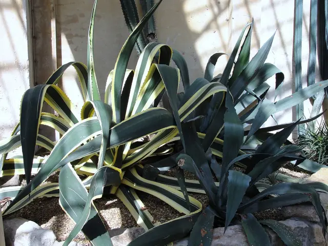 Tropical Delight: A Surprisingly Simple Pineapple Dump Cake Recipe That's a Hit with Everyone