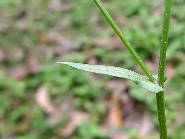 Temporary Employment Opportunities for International Students