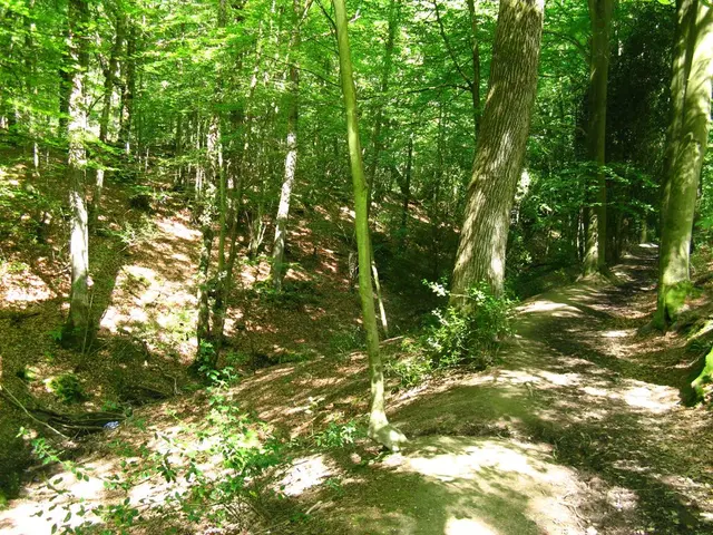 Quebec government reaffirms commitment to revise forestry reform legislation