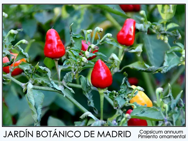 Unleash Vitality with Ginger: Explore Its Advantages and Maximize Its Potency in Boosting Your...