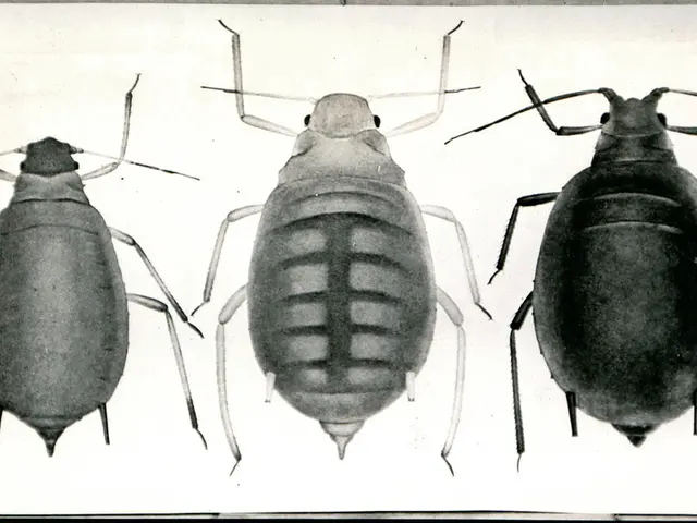 Mystery Fish Puzzle in Munich's Landmark Pit Unraveled