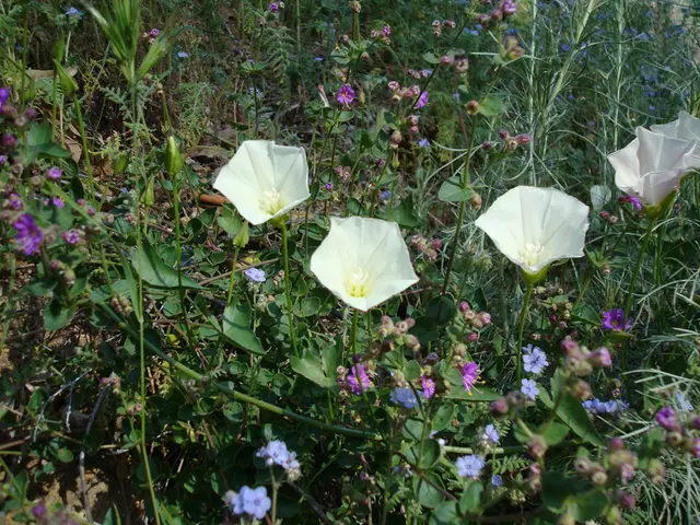 Discovering Peace Lily Multiplication: Explore the Techniques of Peace Lily Plant Section