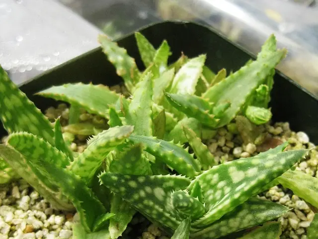 What's Causing My Aloe Vera Plant to Turn Brown?