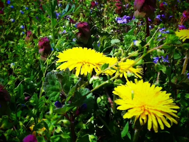 Comprehensive Guide to Nurturing and Growing Lemon Cypress Plants