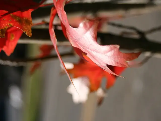 Maple Grove Habitat and Growing Requirements