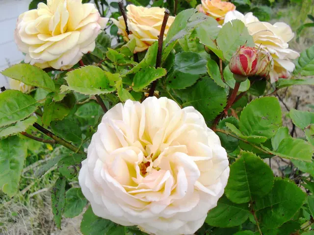 Identifying Yard Pests: 3 Common Lawn Weeds and Their Eradication Strategies